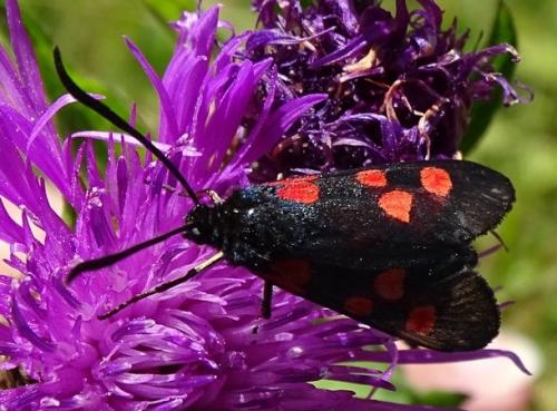 Zygaena sp.